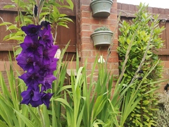 Flower ID