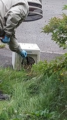 There's about 200 wasps outside my house going bonkers
