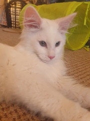 My kitten!