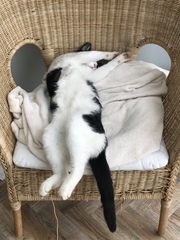 The Litter Tray Memorial Thread