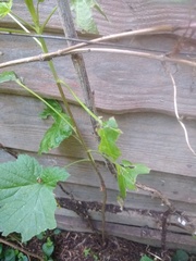 What's eating this please?