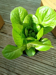 Lettuce help