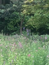 Wildflower garden area / meadow