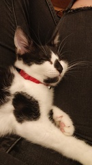 Kitten food & stinky kitty farts