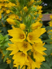 Identification?
