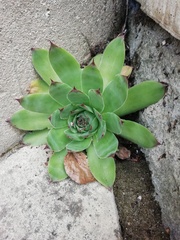 I'm killing my succulent! Can someone green-fingered help?