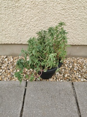 Another plant ID