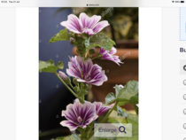 How do I permanently kill my hollyhocks?