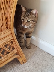 Thug Cat part 2. What, has this thing appeared again tonight?