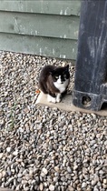 Anyone have an outdoor cat enclosure or feral cat experience?