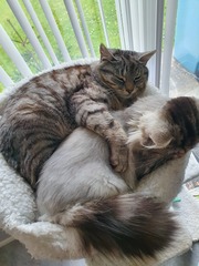 Cat tree purchase regret
