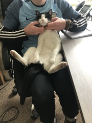 RIP Best cat in the world