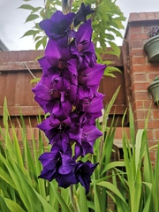 Flower ID