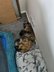What's your DCat up to today? (Thread 8)