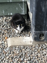 Anyone have an outdoor cat enclosure or feral cat experience?