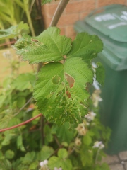 What's wrong with my blackberry bush?