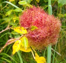to ask what this is?