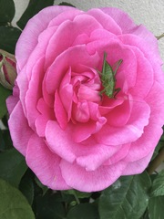 Gertrude Jekyll rose
