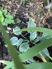Lidl hostas
