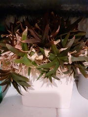 Another plant that needs identifying thread