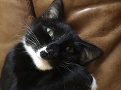 New kitten just eaten a raisin