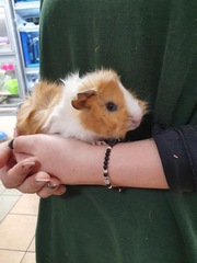 Family pet, which creature is best?