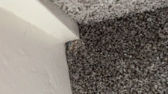 To want a replacement of my stairs carpet?