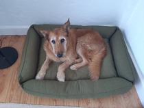 Adopting an old boy - am I crazy?