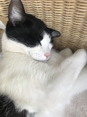 RIP Best cat in the world