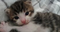 Adopting two gorgeous kittens - any advice?