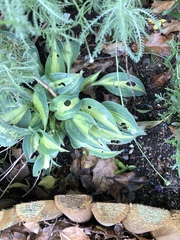 Lidl hostas
