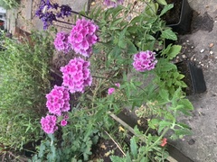 Plant ids please? Kindly given plants after week from hell!