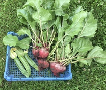Allotment/Veg Patch Thread 15 - will winter ever end?