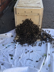 There's about 200 wasps outside my house going bonkers