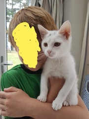Help! How do I stop my 12 week old kitten peeing on my son's bed?!