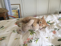 New kitten with diarrhoea