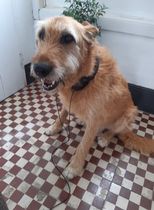 Adopting an old boy - am I crazy?