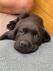 To be uncomfortable about pet ownership?