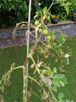 Poorly Tomato Plants  with photos