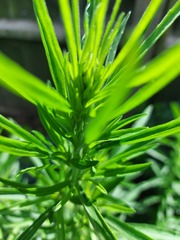 Plant identification please; have I been carefully cultivating a weed?