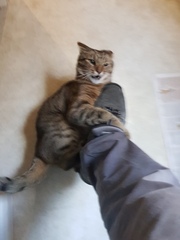 Thug Cat part 2. What, has this thing appeared again tonight?