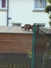 What kind of cat is this?