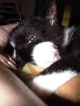 The Litter Tray Memorial Thread