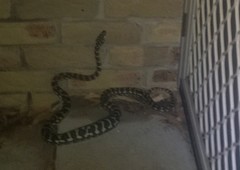 Omg snake in garden