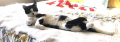 If you have 2 cats what do you feed them, how much and where do you buy it from?