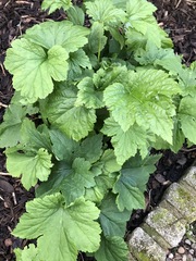 Does anyone recognise this plant?