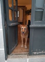 Adopting an old boy - am I crazy?