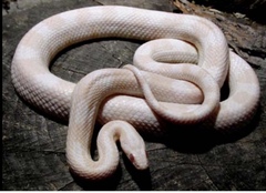 Omg snake in garden