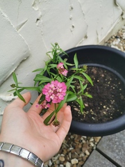 Another plant ID