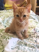 New kitten with diarrhoea
